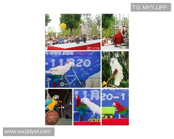 南京攀岩队在团队协作排名中创新高展现团结拼搏精神 南京攀岩队在团队协作排名中创新高展现团结拼搏精神